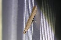 Batrachedra parvulipunctella