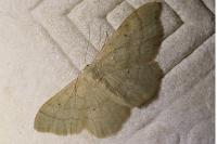 Idaea straminata