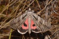 Catocala optata