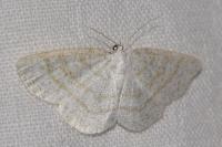 Cabera exanthemata