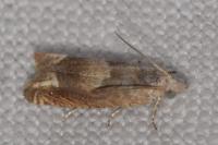 Eucosma conterminana