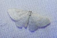Asthena albulata