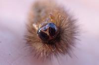 Phragmatobia fuliginosa
