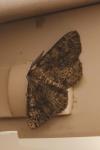 Cleorodes lichenaria