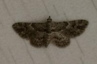 Gymnoscelis rufifasciata