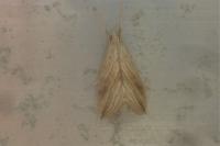 Evergestis forficalis