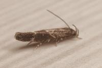 Mompha subbistrigella