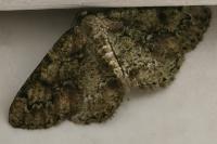 Cleorodes lichenaria