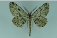 Peribatodes rhomboidaria