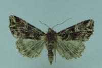 Callopistria juventina