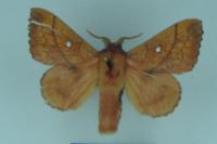 Odonestis pruni