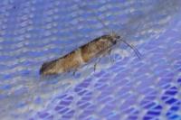 Cedestis subfasciella