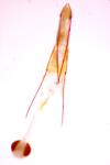 Phycitodes inquinatella