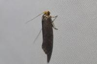 Cephimallota crassiflavella