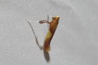 Caloptilia robustella