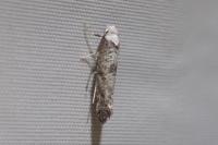 Paraswammerdamia albicapitella