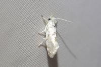 Niphonympha dealbatella