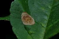 Leucoptera malifoliella