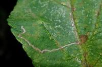 Lyonetia clerkella