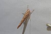 Pyroderces argyrogrammos