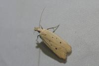 Nothris verbascella