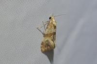 Phalonidia contractana