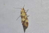 Aethes tesserana