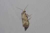 Cochylis molliculana