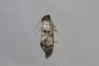 Cochylis atricapitana