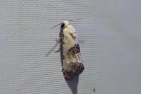 Cochylis posterana