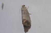 Cydia pomonella