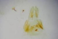 Grapholita funebrana