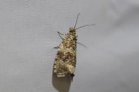 Celypha lacunana