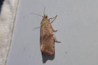 Celypha striana