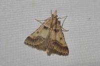 Stemmatophora brunnealis