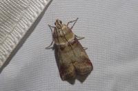 Acrobasis tumidana