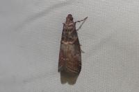 Acrobasis advenella