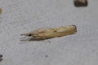 Agriphila inquinatella
