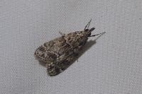 Eudonia mercurella