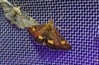 Pyrausta aurata