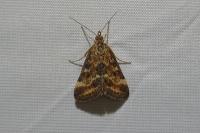 Pyrausta despicata