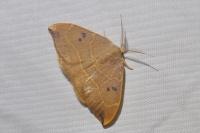 Watsonalla binaria