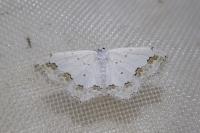 Scopula ornata