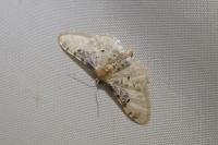 Idaea filicata