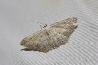 Idaea seriata