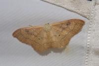 Idaea rubraria