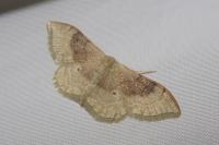 Idaea degeneraria