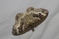 Epirrhoe alternata