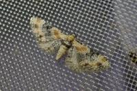 Eupithecia linariata