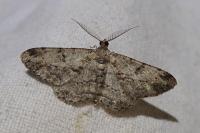 Peribatodes rhomboidaria
